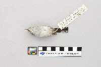 Polioptila melanura image