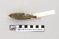 Regulus satrapa image