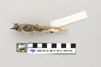 Regulus satrapa image