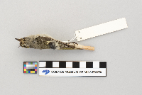 Regulus satrapa image