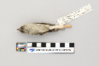 Regulus satrapa image