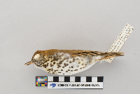 Hylocichla mustelina image