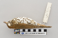 Hylocichla mustelina image