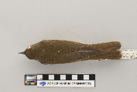 Catharus minimus image