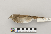 Catharus minimus image