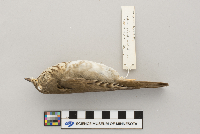 Catharus minimus image