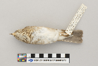 Catharus minimus image
