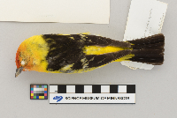 Piranga ludoviciana image