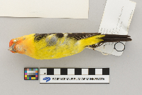 Piranga ludoviciana image