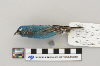 Passerina cyanea image