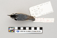 Sitta canadensis image