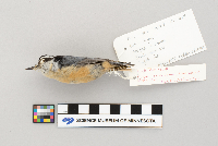 Sitta canadensis image