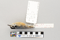 Sitta canadensis image