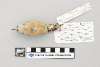 Sitta canadensis image