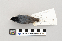 Sitta canadensis image