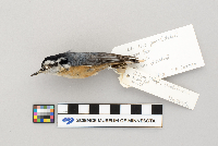 Sitta canadensis image