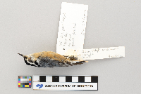 Sitta canadensis image