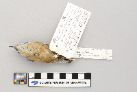 Sitta canadensis image