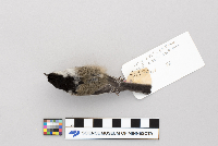 Parus atricapillus image