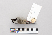 Parus atricapillus image