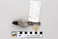 Parus atricapillus image