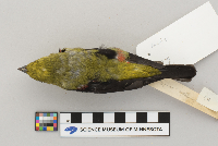Piranga olivacea image