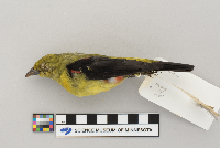 Piranga olivacea image