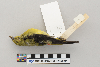 Piranga olivacea image