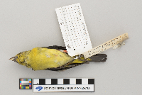 Piranga olivacea image
