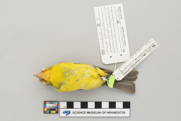 Piranga ludoviciana image