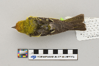 Piranga ludoviciana image