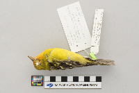 Piranga ludoviciana image