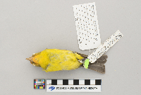 Piranga ludoviciana image