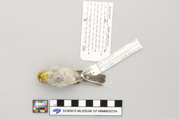 Paridae image