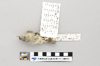 Regulus calendula image