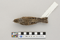 Spizella passerina image