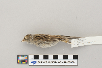 Spizella passerina image