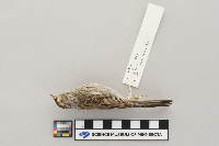 Spizella passerina image