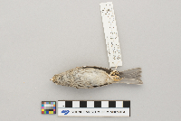 Spizella passerina image