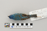 Passerina cyanea image