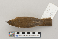 Catharus fuscescens image
