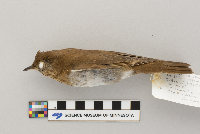 Catharus fuscescens image