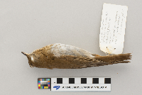 Catharus fuscescens image