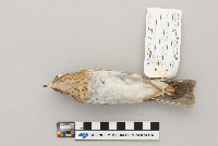 Catharus fuscescens image