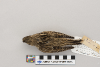 Calcarius lapponicus image