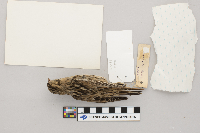 Calcarius lapponicus image