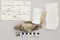 Calcarius lapponicus image