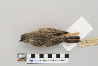 Pooecetes gramineus image