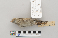 Pooecetes gramineus image