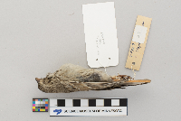 Pooecetes gramineus image